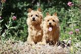 NORWICH TERRIER 083